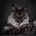 Portrait de CatInstinct