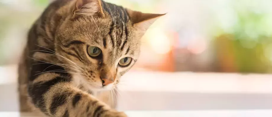 Teen Arrested After Posting Animal Torture Videos on Snapchat